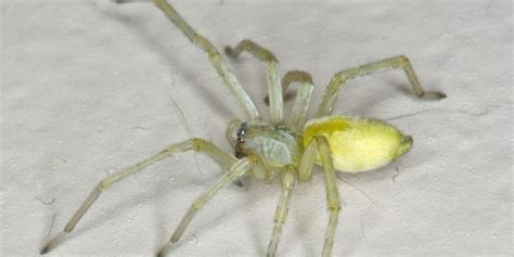 The Worlds Most Venomous Spiders 15 Deadliest Species⚠️ 2022