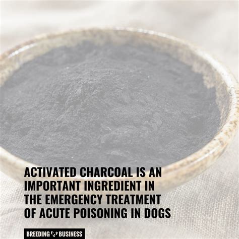 Activated Charcoal For Dogs Facts Benefits 2023 Guide