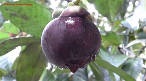 The tree is quite small, growing to be about 5 and 10 meters high. Mangosteen fruit tree - Plucking and eating! - YouTube
