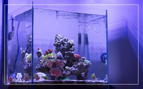 5 Best Nano Reef Tank Kits Updated 2024 Buyers Guide