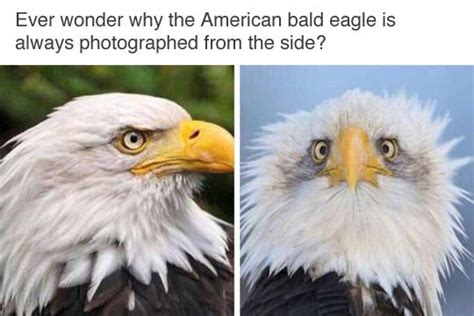 The Bird Which Is The Bald Eagle Meme