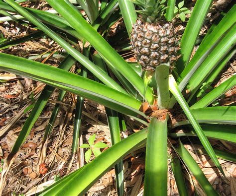 How To Grow A Pineapple From Seed Guide At How To