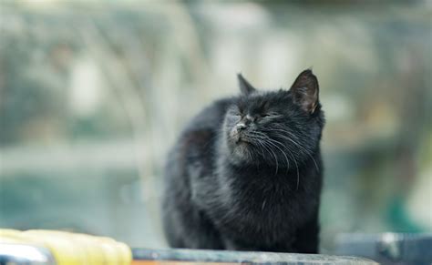 Free Images Adorable Black Cat Closed Eyes Cute Domestic Animal