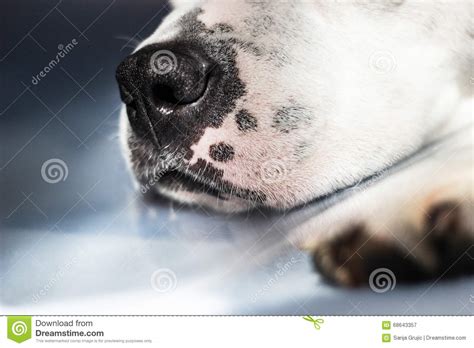 Dog Snout Stock Image Image Of Horizontal Care Canine 68643357