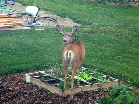 How to keep deer out of your garden