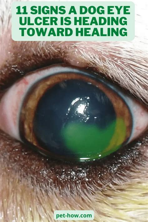 11 Signs A Dog Eye Ulcer Is Heading Toward Healing