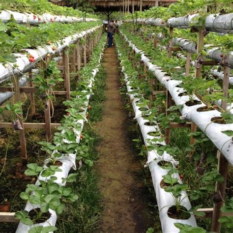 There is no better way to understand about fruits or vegetables and the journey from farm to table than to witness it for oneself. Genting Strawberry Leisure Farm - Farm