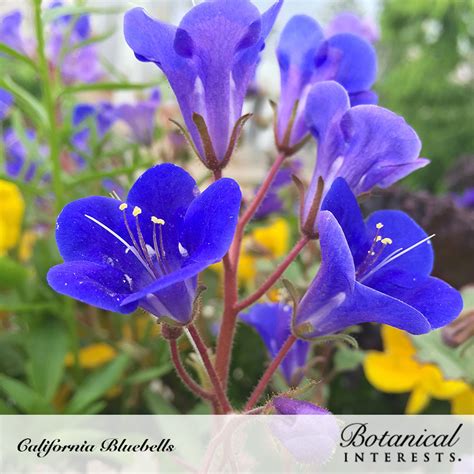 Come visit our nursery located in the beautiful city of chico, california to explore california's incredible flora. California Bluebells Seeds | Blue bell flowers, All ...