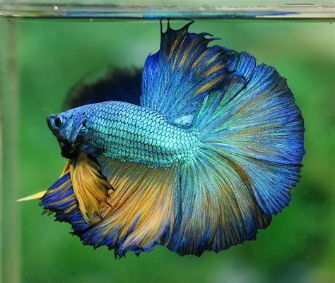 Betta fish carebetta fish care product from nice betta thailand. Dragon Betta Fish | White Dragon King Crown Betta | Pet ...