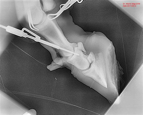 Left Hind P2 Lm Horse Leg Digital X Ray Image X Ray Images X Ray
