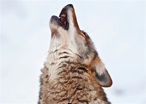 Howling Coyote Greeting Card for Sale by Michael Cummings