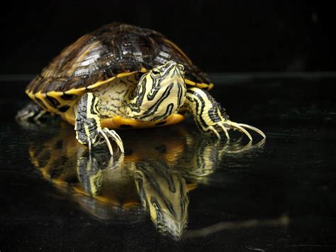 I have very little experience with turtles and i have found trying to identify them challenging. Caring for Yellow-Bellied Sliders As Pet Turtles