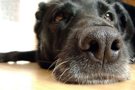 Your cat's nose alone is not enough to determine his health. Why is My Dog's Nose Dry?