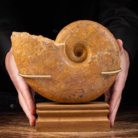 Ammonite Bertolami Fine Arts Arsvalue Com