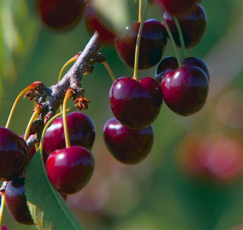 10 Fun Facts You Didnt Know About Cherries Page 6 Of 10 Farm Flavor