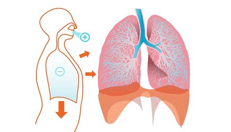Sistema respiratorio características partes funciones y enfermedades