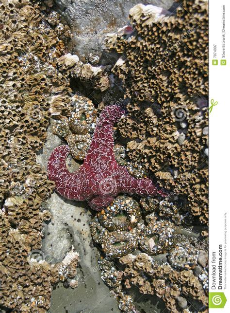 Purple Starfish Sea Star With Anemones Stock Image Image Of Violet