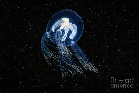 Jellyfish Photograph By Alexander Semenovscience Photo Library Fine