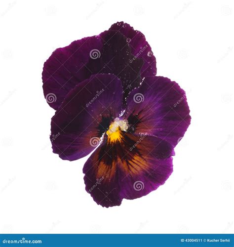 Purple Pansy With Dew Drops Stock Image Image Of Beautiful Plant