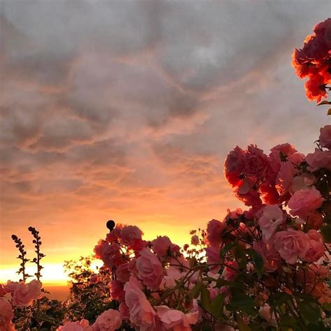 A Beautiful Sunset With Beautiful Flowers Pics