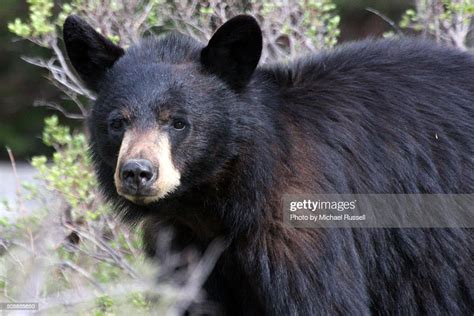 Black Bear 5 High Res Stock Photo Getty Images
