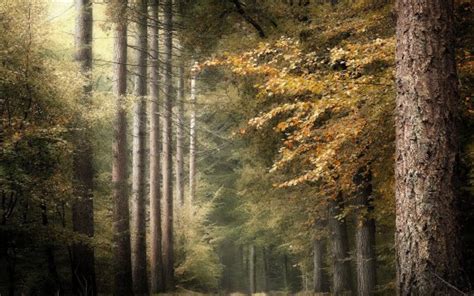 Forest Pathway Between Long Trees During Fall Hd Nature Wallpapers Hd