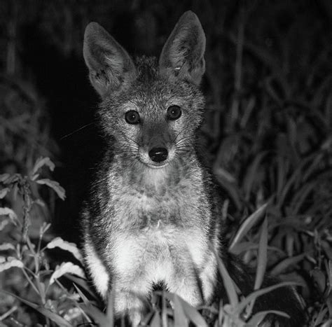 Baby Jackal Photograph By Ad And Cherie Photography Fine Art America