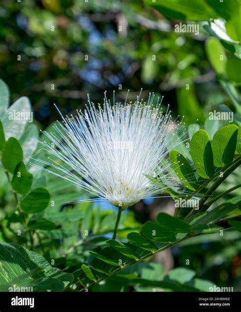 Image Of Sensitive Plant Called Mimosa Pudica Stock Photo Alamy
