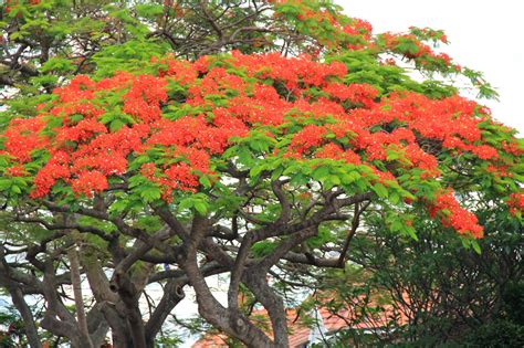 Australia Brisbane Mission The Lovely Poinciana Tree