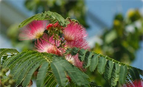 Albizia Julibrissin Seidenbaum Schlafbaum Flora Toskana