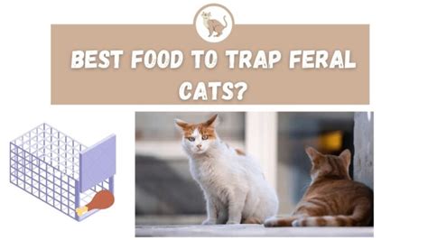Best Food To Trap Feral Cats The Kitty Expert