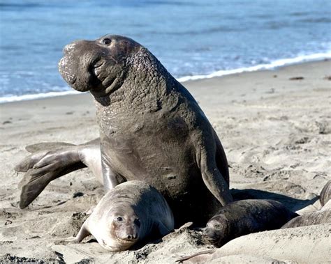 Northern Elephant Seal – "OCEAN TREASURES" Memorial Library