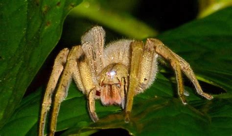 Brazilian Wandering Spider Facts Bite And Habitat Information