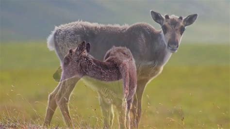 Caribou Migration Gates Of The Arctic National Park And Preserve Youtube