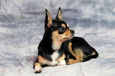 Little Known Facts About The Chihuahua Rat Terrier Mix