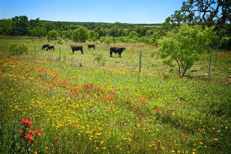 Wildflower Pastures On Willow City Loop Photograph By Lynn Bauer Pixels