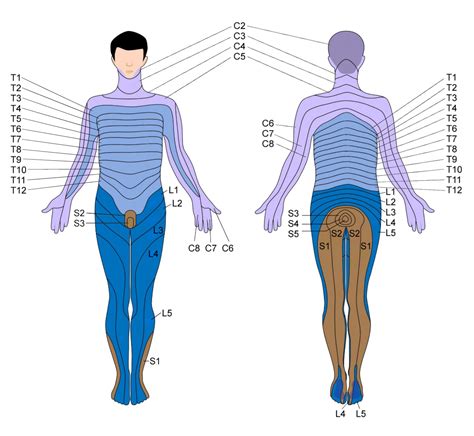 Spinal Nerve Dermatome Distribution Dermatomes Chart And Map The Best