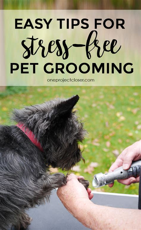 Check out the other services we offer. DIY Pet Grooming Tips!