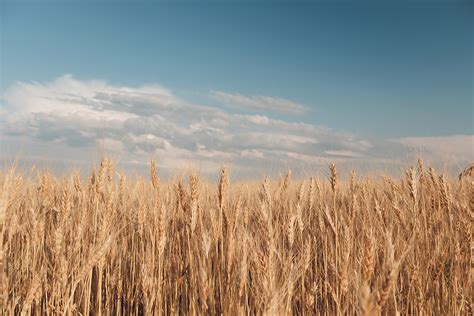 Grist For The Mill New Mexico An Online Exhibit New Mexico Farm