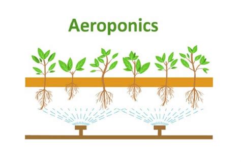 Aeroponics The Definitive Guide To Get Started With Aeroponic Systems