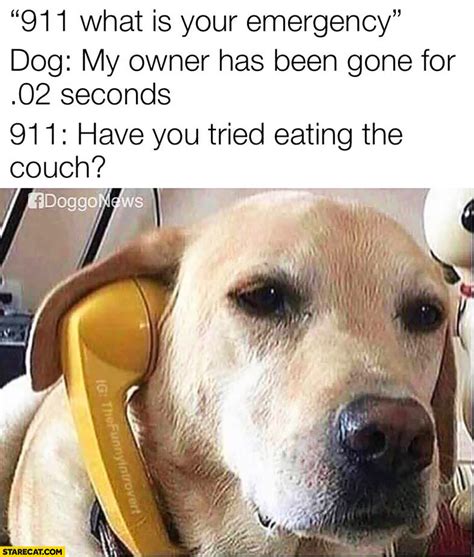911 Dog Emergency My Owner Has Been Gone For 02 Seconds Have You