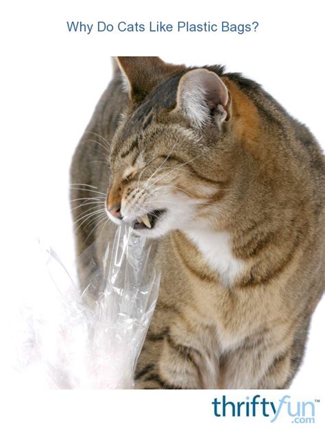 Cats not eating is an emergency situation. Why Do Cats Like Plastic Bags? | ThriftyFun