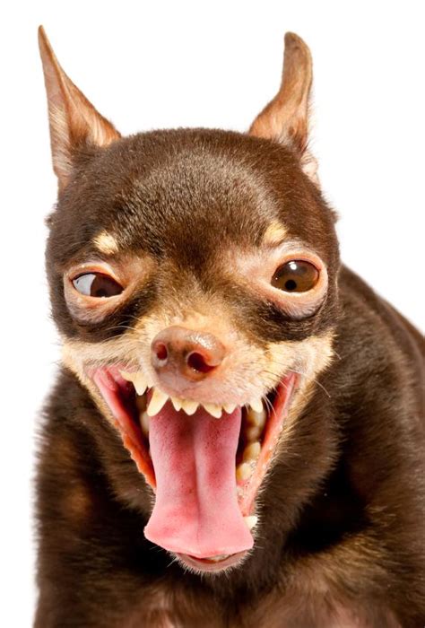 Funny Looking Dogs Slideshow