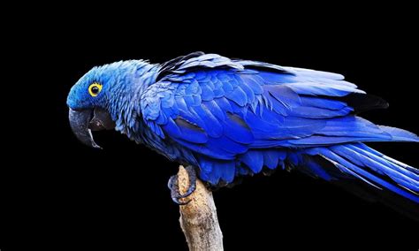 Top 7 Most Expensive Pet Birds Which Do You Want Hutch And Cage
