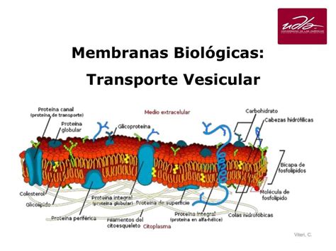 Membranas Biológicas Transporte Vesicular Udocz