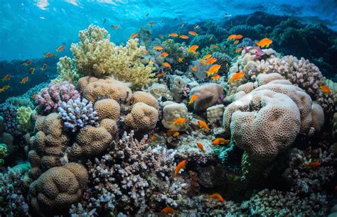The Worlds Best Coral Reefs At Tsarabanjina And Moofushi