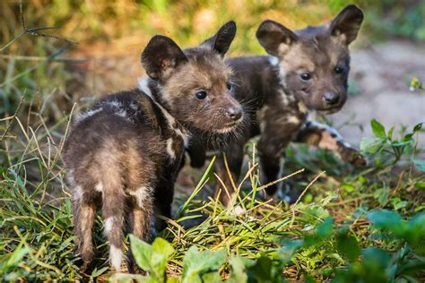 Rare African Painted Dog Pups Born At Zootampa