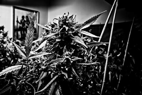 Cannabis Culture 7 Photograph By Derico A Cooper Pixels