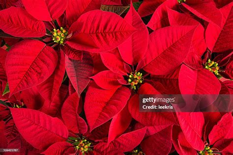 Closeup Of Red Poinsettia Flowers High Res Stock Photo Getty Images