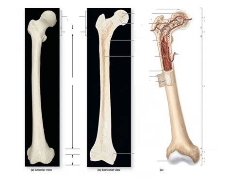 The labels include proximal epiphysis. Figure 6.4 Gross Anatomy of a Long Bone